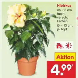 Netto Marken-Discount Hibiskus Angebot