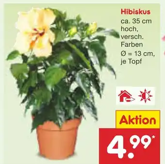 Netto Marken-Discount Hibiskus Angebot