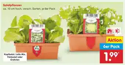 Netto Marken-Discount Salatpflanzen kopfsalat Angebot