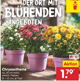 Netto Marken-Discount Chrysantheme Angebot