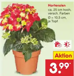 Netto Marken-Discount Hortensien Angebot