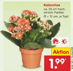Netto Marken-Discount Kalanchoe Angebot