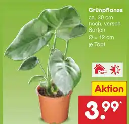 Netto Marken-Discount Grünpflanze Angebot
