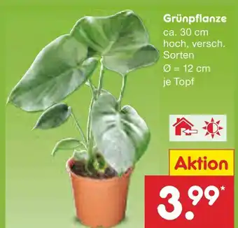 Netto Marken-Discount Grünpflanze Angebot
