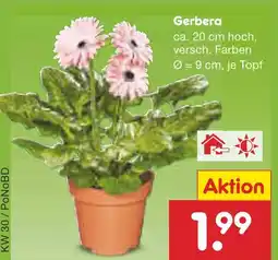 Netto Marken-Discount Gerbera Angebot