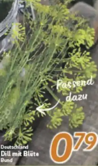 inkoop Deutschland Dill mit Blüte Bund Angebot
