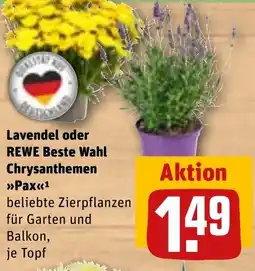 REWE Lavendel oder REWE Beste Wahl Chrysanthemen Pax Angebot