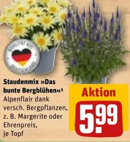 REWE Staudenmix Das bunte Bergblühen Angebot