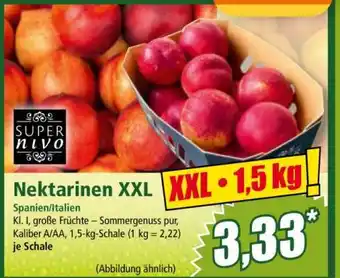 Norma Nektarinen XXL Angebot