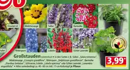 Norma Großstauden Angebot