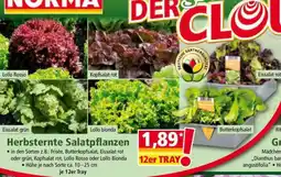 Norma Herbsternte Salatpflanzen Angebot