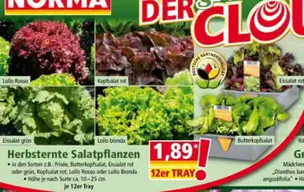 Norma Herbsternte Salatpflanzen Angebot