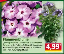Norma Flammenblume Angebot