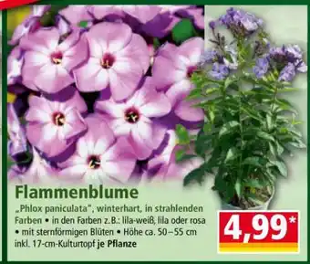 Norma Flammenblume Angebot