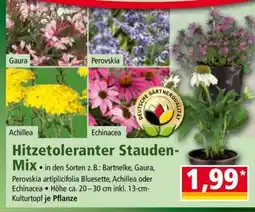 Norma Hitzetoleranter Stauden-Mix Angebot
