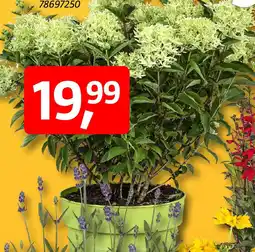 Bauhaus Hortensie Hydrangea paniculata Angebot