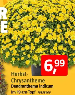 Bauhaus Herbst Chrysantheme Angebot
