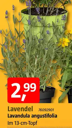 Bauhaus Lavendel Angebot