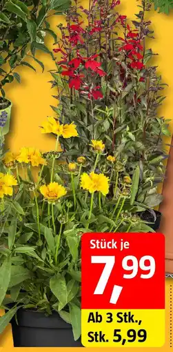 Bauhaus Staude Angebot