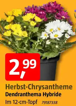 Bauhaus Herbst-Chrysantheme Angebot