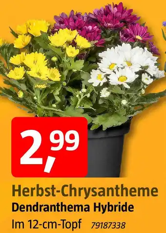 Bauhaus Herbst-Chrysantheme Angebot