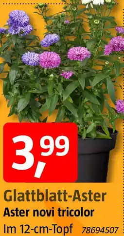 Bauhaus Glattblatt-Aster Angebot