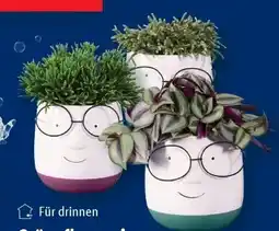 Lidl Grünpflanzen Angebot