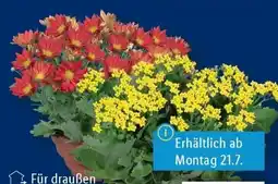 Lidl Blühpflanzen Angebot