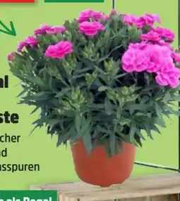Thomas Philipps Nelken Dianthus Angebot