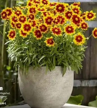 Hagebau Sommerstauden Angebot