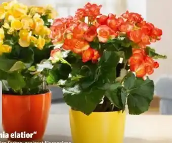 Hagebau Begonie Begonia Elatior Angebot