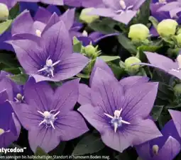 Hagebau Ballonblume Platycodon Angebot