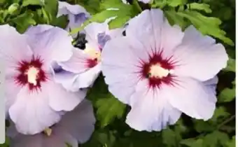 Hagebau Garteneibisch Hibiscus Syriacus Angebot