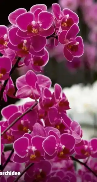 Hagebau Schmetterlingsorchidee Phalaenopsis Angebot