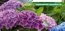 Hagebau Bauernhortensien Hydrangea Macrophylla Angebot