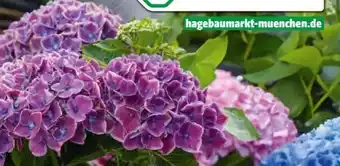 Hagebau Bauernhortensien Hydrangea Macrophylla Angebot
