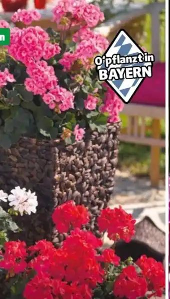 Hagebau Geranien Pelargonium zonale Angebot
