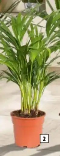 Hagebau Goldfruchtpalme Angebot