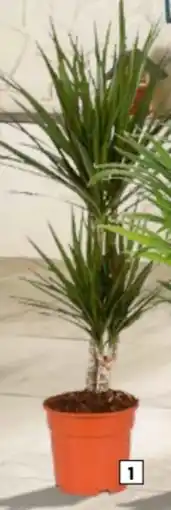 Hagebau Drachenbaum Angebot