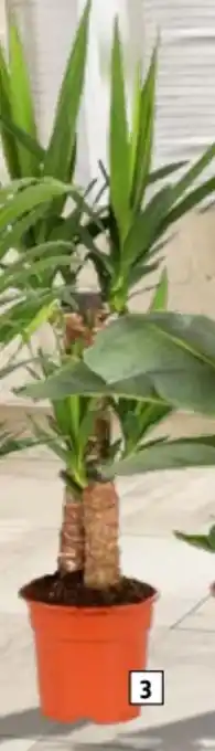 Hagebau Riesen-Palmlilie Yucca Elephantipes Angebot