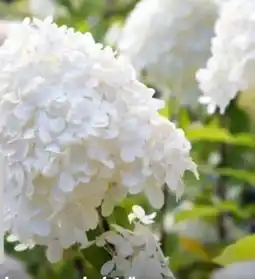 Hagebau Rispen-Hortensie Hydrangea Paniculata Angebot