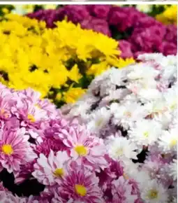 Hagebau Chrysantheme Chrysanthemum Indicum Angebot
