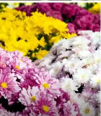 Hagebau Chrysantheme Chrysanthemum Indicum Angebot