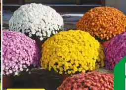 Hagebau Chrysantheme Chrysanthemum Indicum Angebot