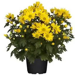 toom Baumarkt Toom Bauernchrysantheme Angebot