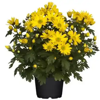 toom Baumarkt Toom Bauernchrysantheme Angebot