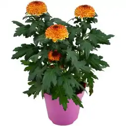 toom Baumarkt Chrysanthemen Flowerpops Angebot