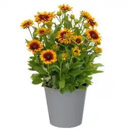 toom Baumarkt Toom Gelber Sonnenhut Angebot