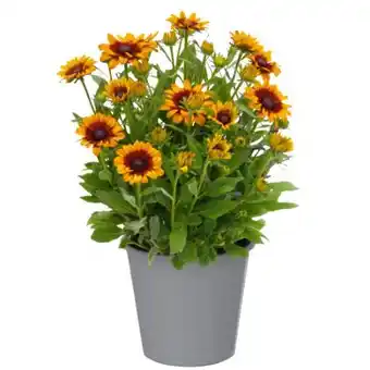 toom Baumarkt Toom Gelber Sonnenhut Angebot
