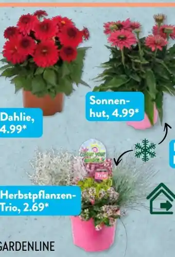 Aldi Süd Gardenline Herbstpflanzen-Trio Angebot